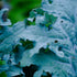 Lofty Kale Landrace